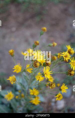 Strahlende Kopfblüten von California Silk Goldenaster, Heterotheca Grandiflora, Asteraceae, die in den Santa Monica Mountains im Frühling heimisch sind. Stockfoto