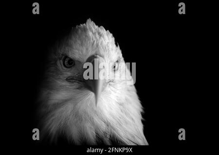 Alaska Wildlife Conservation Center. Weißkopfseeadler Stockfoto