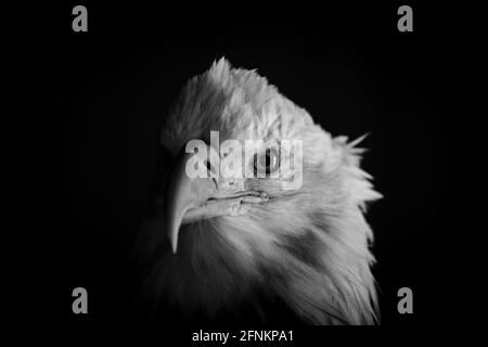 Alaska Wildlife Conservation Center. Weißkopfseeadler Stockfoto