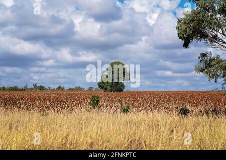 Ein Feld von Sorghum zwischen Gras und Bäumen Stockfoto