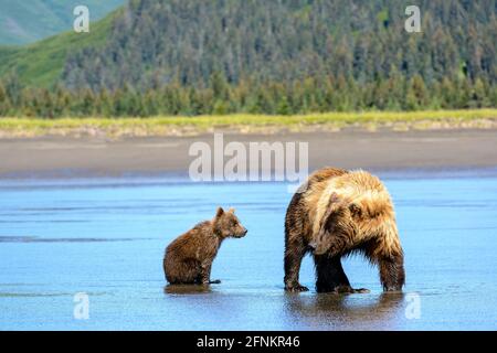 Mutter und Jungbären graben nach Muscheln, Lake Clark National Park, Alaska Stockfoto