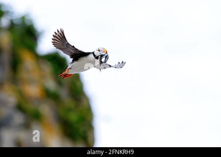 Gehörnte Papageientaucher, Lake Clark National Park, Alaska Stockfoto