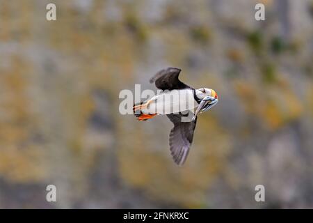 Gehörnte Papageientaucher, Lake Clark National Park, Alaska Stockfoto