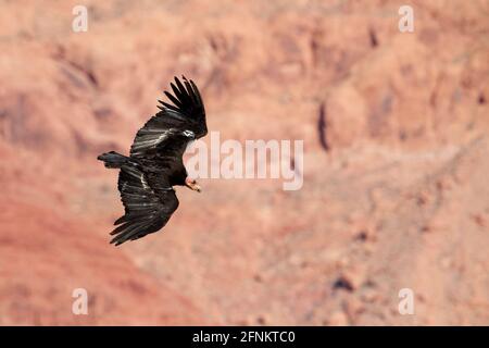 California Condor, Gymnogrips californianus, ein vollreifer Condor im Flug zwischen den Klippen über dem Colorado River stromaufwärts vom Grand Canyon Stockfoto