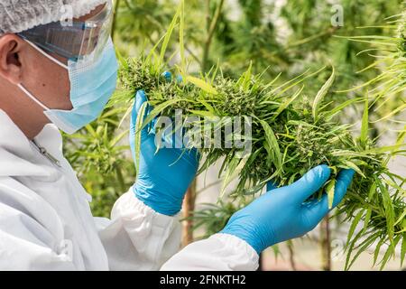 Porträt des Wissenschaftlers mit Maske, Brille und Handschuhe. Überprüfung der Analyse und Ergebnisse mit Tablet zu Patienten medizinische Marihuana Cannabis Blumen in einem gr Stockfoto