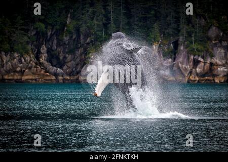 Buckelwale in der Nähe von Seward, Kenai Fjorde, Alaska verletzen. Stockfoto