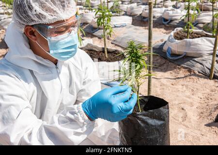 Porträt des Wissenschaftlers mit Maske, Brille und Handschuhe. Überprüfung der Analyse und Ergebnisse mit Tablet zu Patienten medizinische Marihuana Cannabis Blumen in einem gr Stockfoto