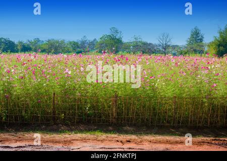 Wunderschöne rosa Kosmosblumen blühen auf dem Feld. Stockfoto