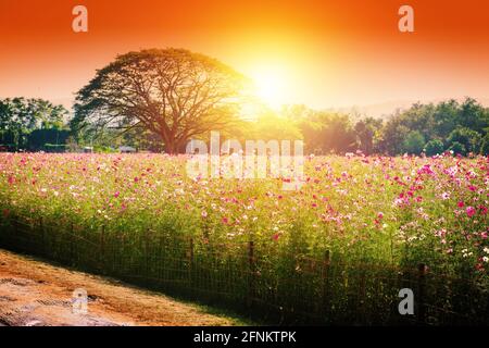 Wunderschöne rosa Kosmosblumen blühen auf dem Feld. Stockfoto