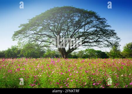 Wunderschöne rosa Kosmosblumen blühen auf dem Feld. Stockfoto