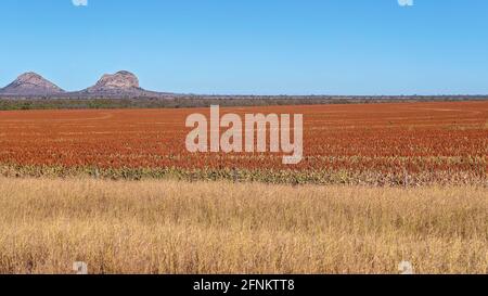 Ein Sorghum-Feld mit Berggipfeln im Hintergrund Stockfoto