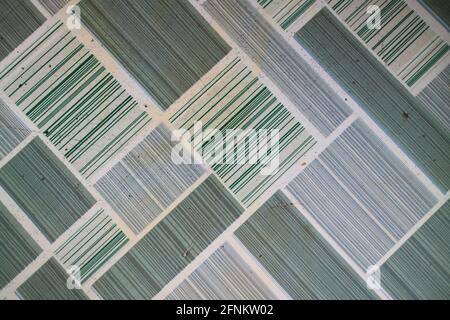 Die Barcode-Textur in grünem Foto Stockfoto