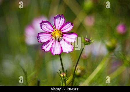 Cosmos Flower (Cosmos Bipinnatus) Stockfoto