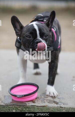 8-Monate-Alte gestromt und weiße Französin weibliche Welpen leckt Nase nach dem Trinken von Wasser. Hundepark an der Leine in Nordkalifornien. Stockfoto