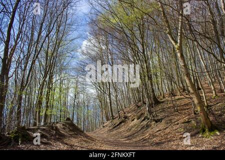 Spring Forest Wanderweg Rheinsteig im Siebengebirge Deutschland Stockfoto