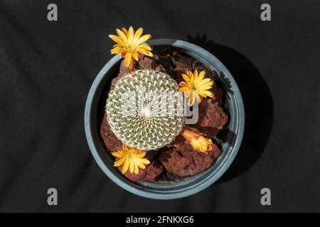 Ansicht von oben eines Crown Cactus Sulcorebutia arenacea Exemplars mit Drei orange Blüten und eine welke Blume in einem Kindergarten Topf mit dunklem Hintergrund Stockfoto