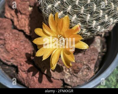 Nahaufhellungsmakro eines winzigen, leuchtend orangefarbenen Sulcorebutia arenacea-Kaktus Blühen Sie in einem kleinen Topf mit verschwommenen Lavasteinen Der Hintergrund Stockfoto