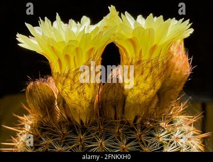 Schillerndes hintergrundbeleuchtetes Profil von zwei gelben Parodia erubescens Notocactus Schlosserie Kugelkaktus blüht auf schwarzem Hintergrund und zeigt Details Stockfoto