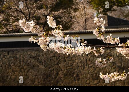 Kirschblüten und Nagabei-Mauer im Schloss Kumamoto, Präfektur Kumamoto, Japan Stockfoto