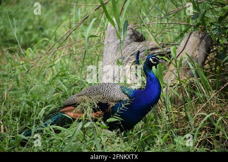 Indischer männlicher Pfau. Stockfoto