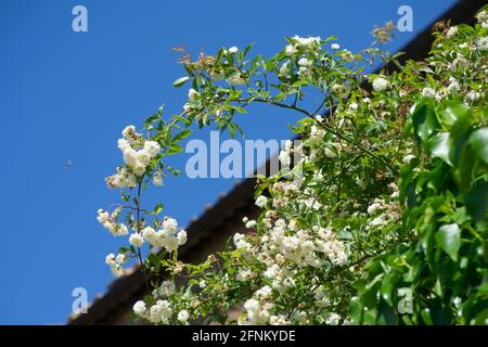 Rosengarten am blauen Himmel. Blühender Strauch einer Rose, die in weißen Blüten blüht Stockfoto