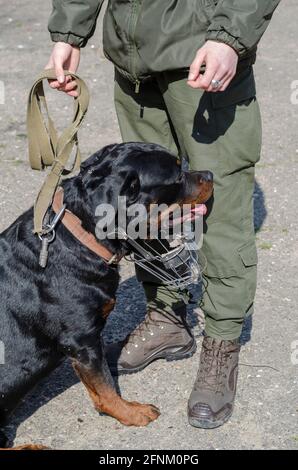 Special Service Dogs Konzept. Ein Mann in Militäruniform, der neben einem Rottweiler steht. Erwachsenes männliches Tier mit entnommener Metallschnauze. Das Haustier sieht aus Stockfoto