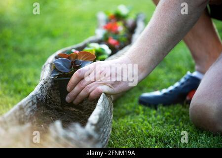 Gärtner verpflanzen Blumen in Topf. Konzept des Hausgartens, Frühlingsaktivitäten.. Stockfoto