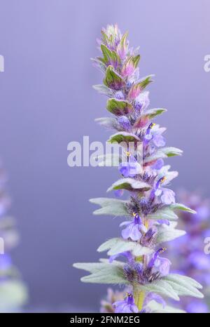 Blüht von Ajuga genevensis oder aufrecht geblügeltem. Geneva bugleweed. Lila Blume mit lila Hintergrund Stockfoto