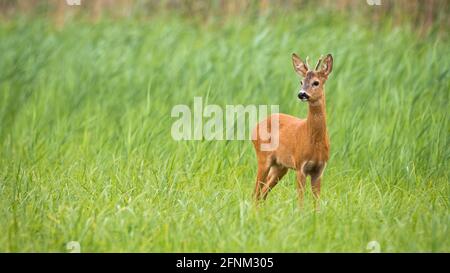 Junger Rehbock, der auf grünes Feld mit Kopie schaut Platz Stockfoto