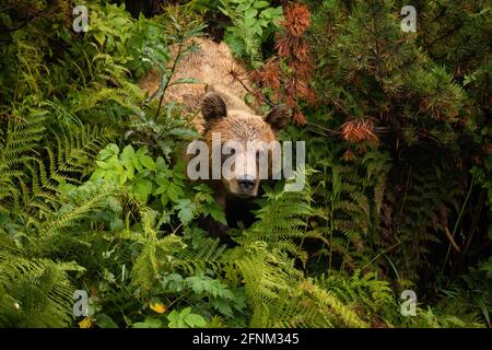 Braunbär aus dichtem Wald in der Sommernatur Stockfoto