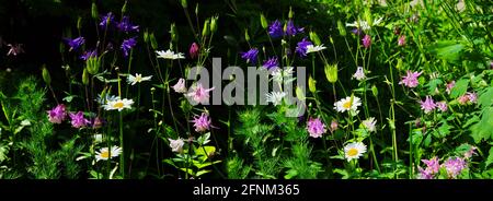 Schöne Banner floralen Sommer oder Frühling Hintergrund von bunten weiß Rosa lila blau aquilegia weiße Gänseblümchen Blüten in der Nähe Stockfoto