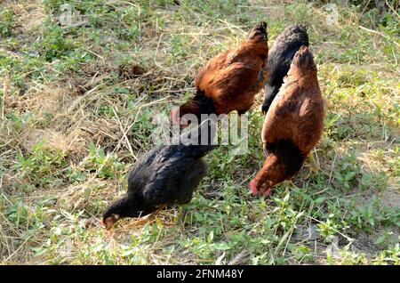 Die schwarz-orangefarbenen Hennen im Garten mit Körnern ausschaufeln. Stockfoto