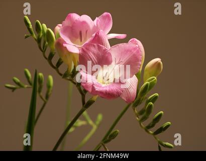 Nahaufnahme einer rosa Freesia-Blume Stockfoto