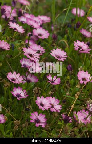 Ein Feld mit rosa Dimorphotheca ecklonis- oder Cape-Gänseblümchen-Blüten In einem Park Stockfoto