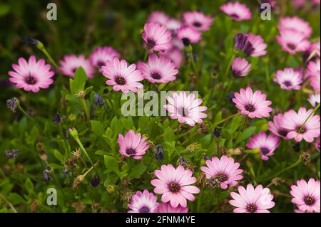 Ein Feld mit rosa Dimorphotheca ecklonis- oder Cape-Gänseblümchen-Blüten In einem Park Stockfoto