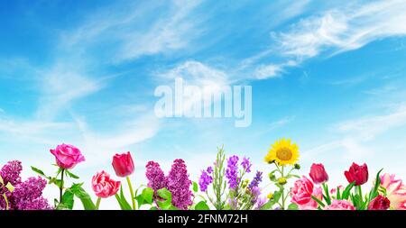 Blühende Blumen auf dem Hintergrund schöner blauer Himmel Stockfoto