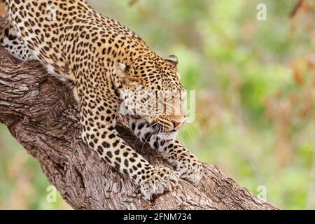 Leopard (Panthera pardus), der sich am Baumstamm ausdehnt. Mapungubwe-Nationalpark, Botswana, Afrika Stockfoto