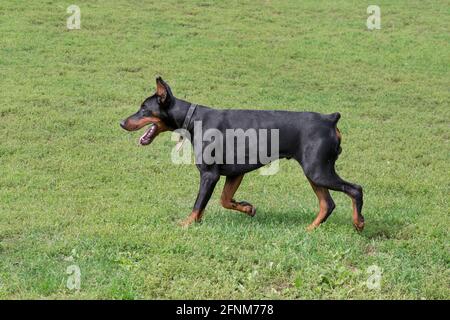 Der Dobermann-Pinscher-Welpe läuft auf einem grünen Gras im Sommerpark. Haustiere. Reinrassige Hündin. Stockfoto