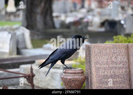 Ein kleiner Rabe ruft, während er auf einer Urne sitzt Ein Friedhof Stockfoto