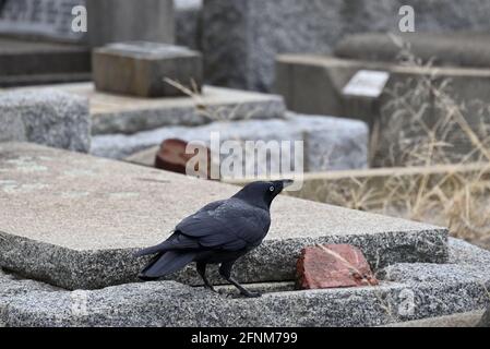 Ein kleiner Rabe hockte sich nieder, auf einem Grab auf einem Friedhof und machte seinen Ruf Stockfoto