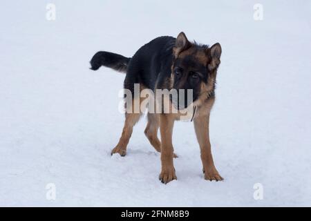 Der deutsche Schäferhund-Welpe steht auf weißem Schnee im Winterpark. Vier Monate alt. Haustiere. Reinrassige Hündin. Stockfoto