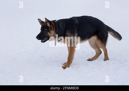 Der süße deutsche Schäferhund-Welpe steht auf weißem Schnee im Winterpark. Vier Monate alt. Haustiere. Reinrassige Hündin. Stockfoto
