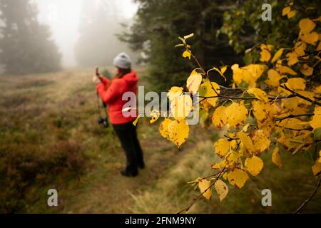 Wanderfrau in roter Jacke fotografieren Natur Landschaft in Fallen mit gelben Blättern Stockfoto