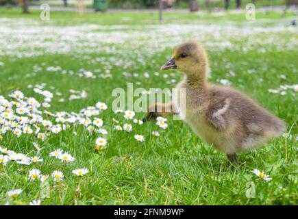 Sehr junge Graugans-Babys erkunden ihre Umgebung in einem Park in London, Großbritannien. Stockfoto