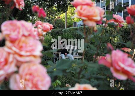 (210518) -- SAN MATEO, 18. Mai 2021 (Xinhua) -- EIN Mann mit einer Maske wird in einem Park in San Mateo, Kalifornien, USA, am 17. Mai 2021 gesehen. Kaliforniens Gesundheitsbeamte sagten am Montag, dass der bevölkerungsreichste Staat der Vereinigten Staaten vor dem 15. Juni nicht „die CDC-Richtlinien umsetzen würde, die es vollständig geimpften Menschen ermöglichen, in den meisten Situationen ohne Maske zu gehen“. Letzte Woche sagten die U.S. Centers for Disease Control and Prevention (CDC), dass es für vollständig geimpfte Menschen sicher sei, gesichtsbedeckungen und soziale Distanzierungen in den meisten Situationen zu überspringen, und viele Staaten haben ihre Maskenanforderungen aufgehoben Stockfoto