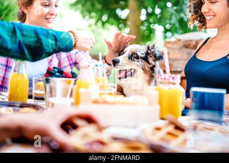 Junge Frauen auf gesunde pic nic Frühstück mit niedlichen Welpen Auf dem Land Bauernhof Haus - echtes Lifestyle-Konzept mit Millennial Freunde, die Spaß haben Stockfoto