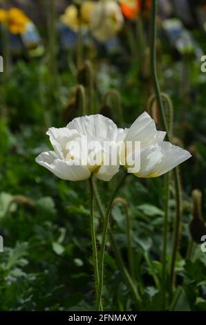Isländischer weißer Mohn, papaver-Nudicaule, mehrjährige Mohnblumen Stockfoto