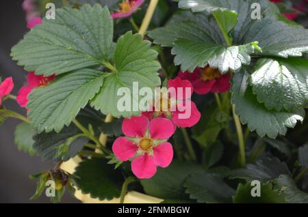 Elite-Erdbeere mit rosa Blüten, Obstpflanzen, blühenden Erdbeeren Stockfoto