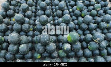 Wassermelone ist eine blühende Pflanzenart der Familie der Cucurbitaceae Stockfoto