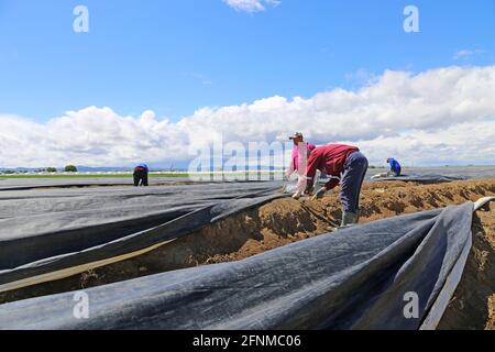 Landwirtschaftliche Spargelernte Stockfoto